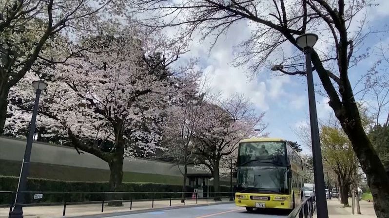 Japonci si užívají rozkvetlé třešně. Piknik si pod nimi kvůli covidu neudělají